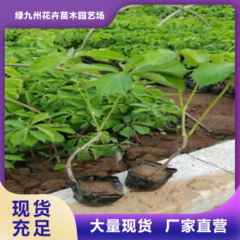 宿根花卉水生植物/荷花睡蓮加工定制