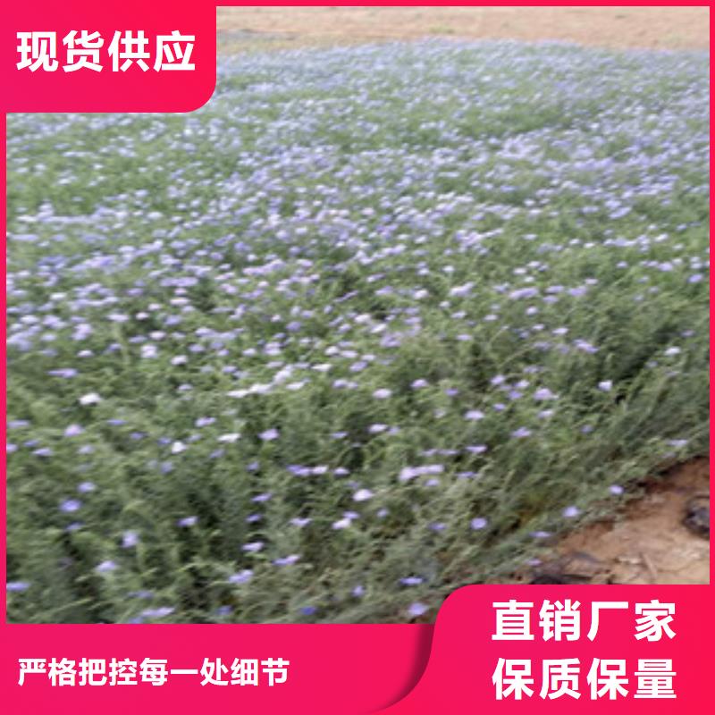 宿根花卉耐寒耐旱草花基地為品質而生產