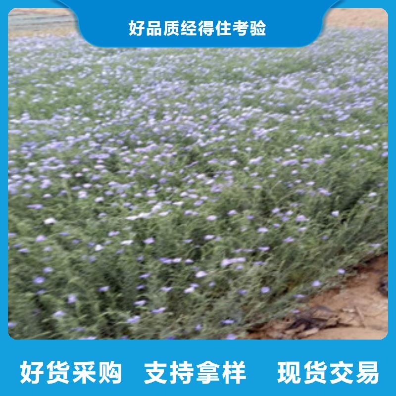 宿根花卉花海景觀工程源頭采購