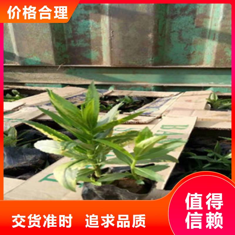 宿根花卉宿根花卉基地主推產品