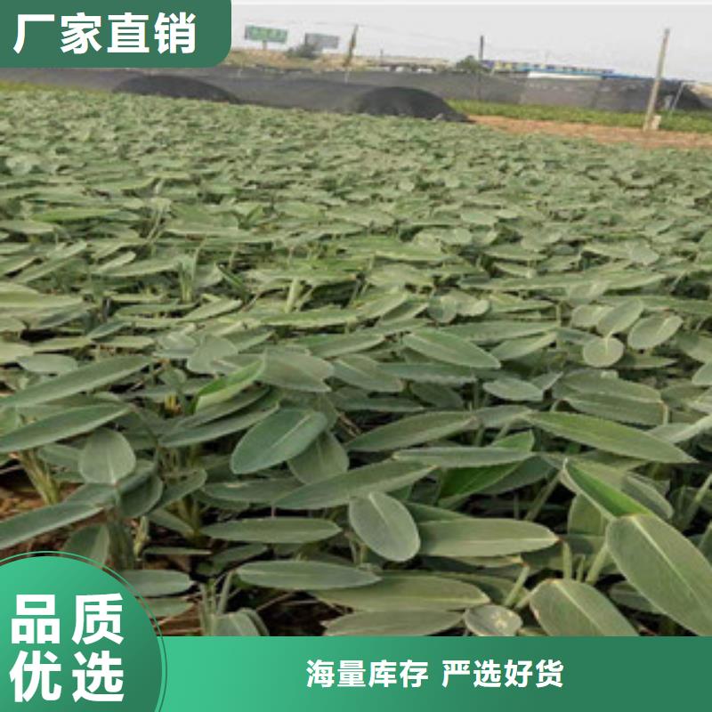 宿根花卉水生植物/荷花睡蓮加工定制
