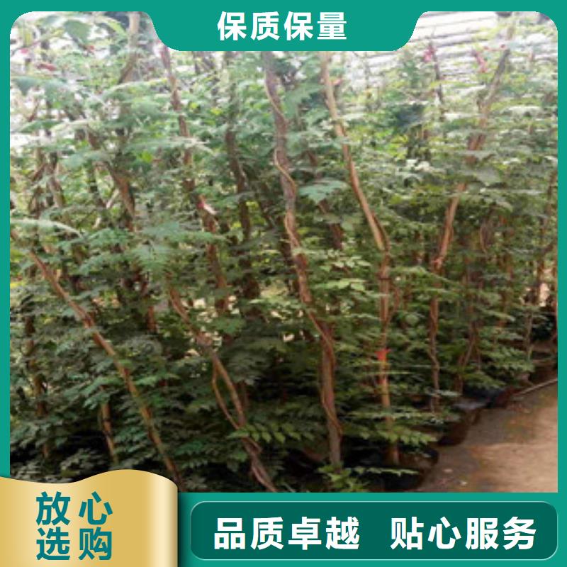 宿根花卉水生植物/荷花睡莲支持批发零售