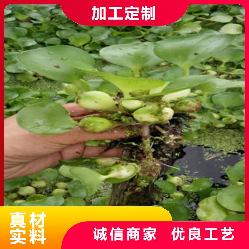 宿根花卉五一國(guó)慶草花批發(fā)源頭廠商