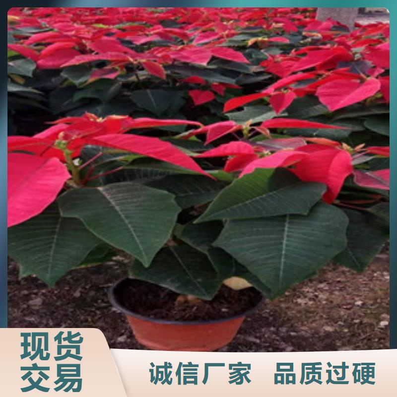 宿根花卉【观赏草/蒲苇狼尾草】根据要求定制