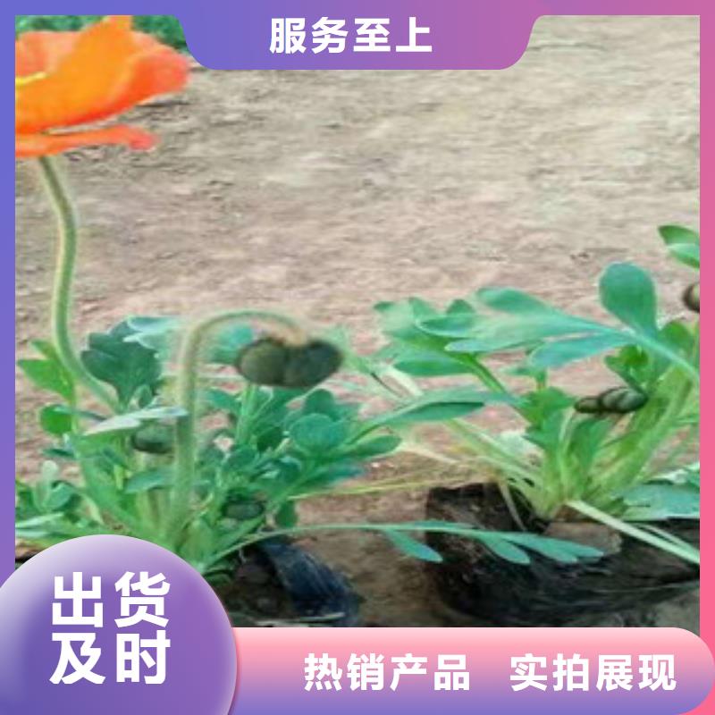宿根花卉_柳葉馬鞭草/薰衣草一站式供應