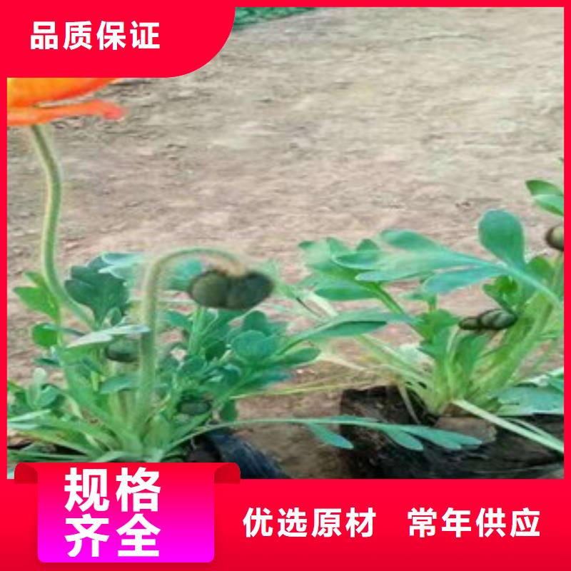 宿根花卉花海景觀工程實(shí)力大廠家