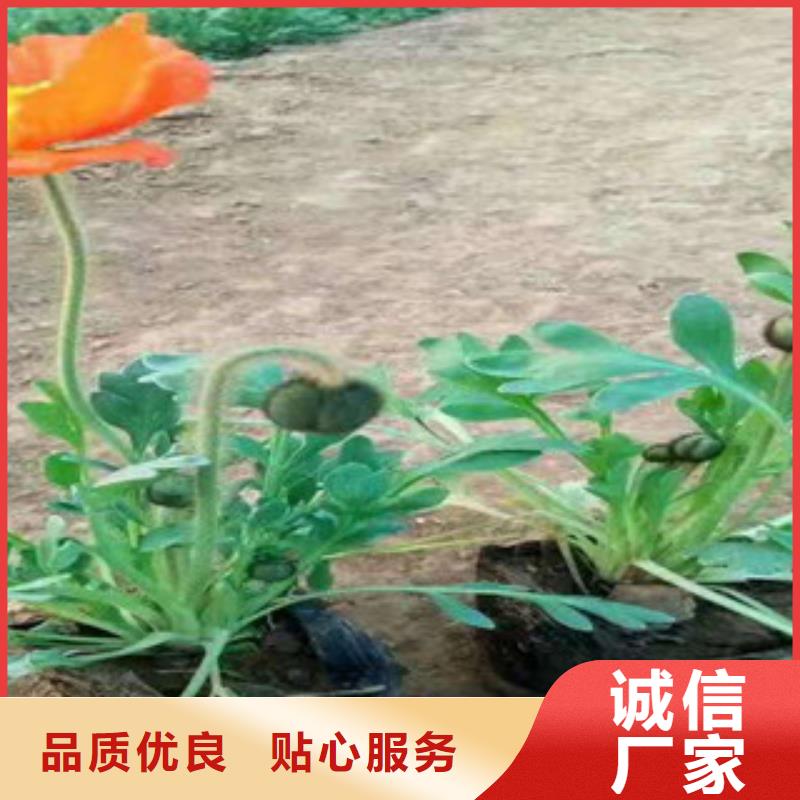宿根花卉宿根花卉基地主推產品