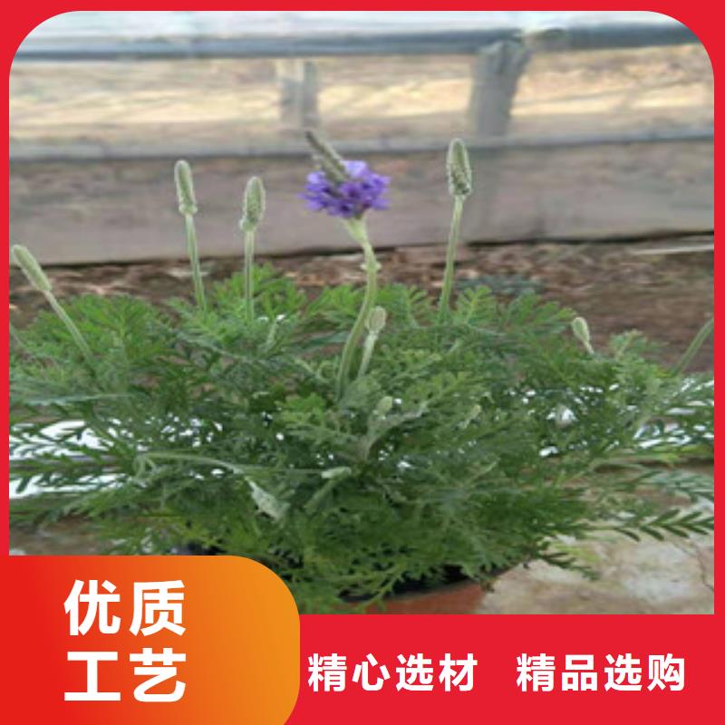 宿根花卉耐寒耐旱草花基地使用壽命長久