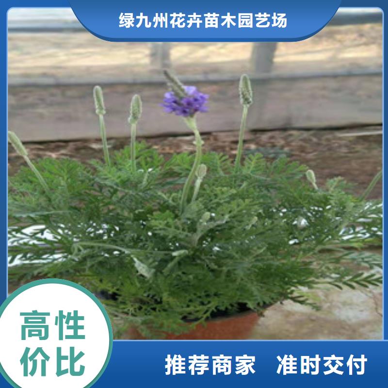 【宿根花卉五一國慶草花批發品質不將就】