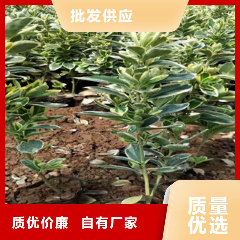宿根花卉_花海景觀工程品質優良