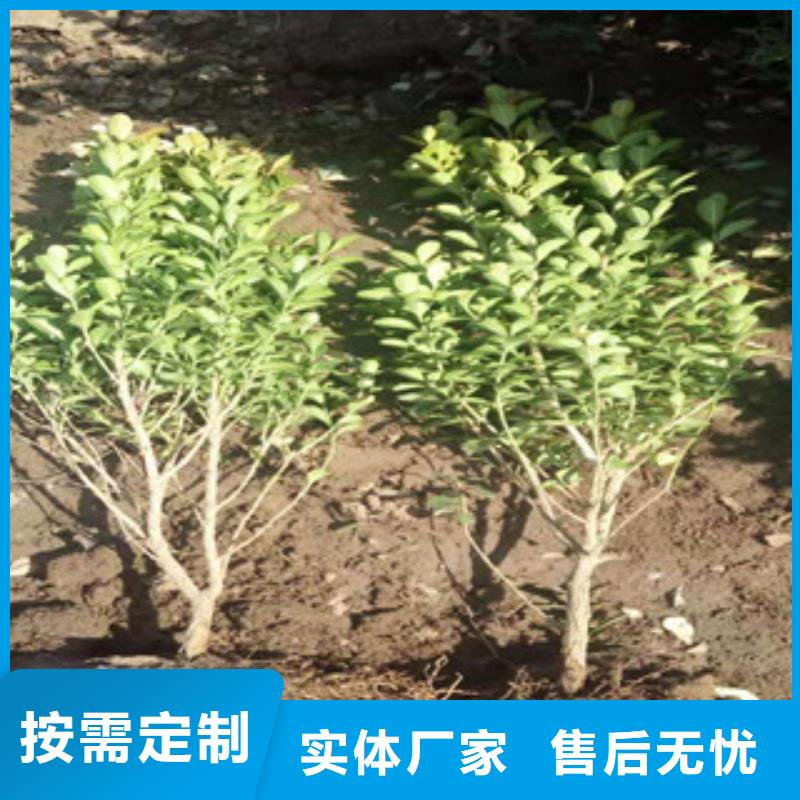宿根花卉花海景觀工程實(shí)力大廠家