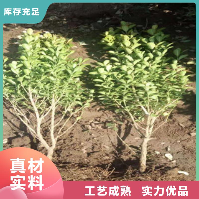 宿根花卉水生植物/荷花睡莲支持批发零售