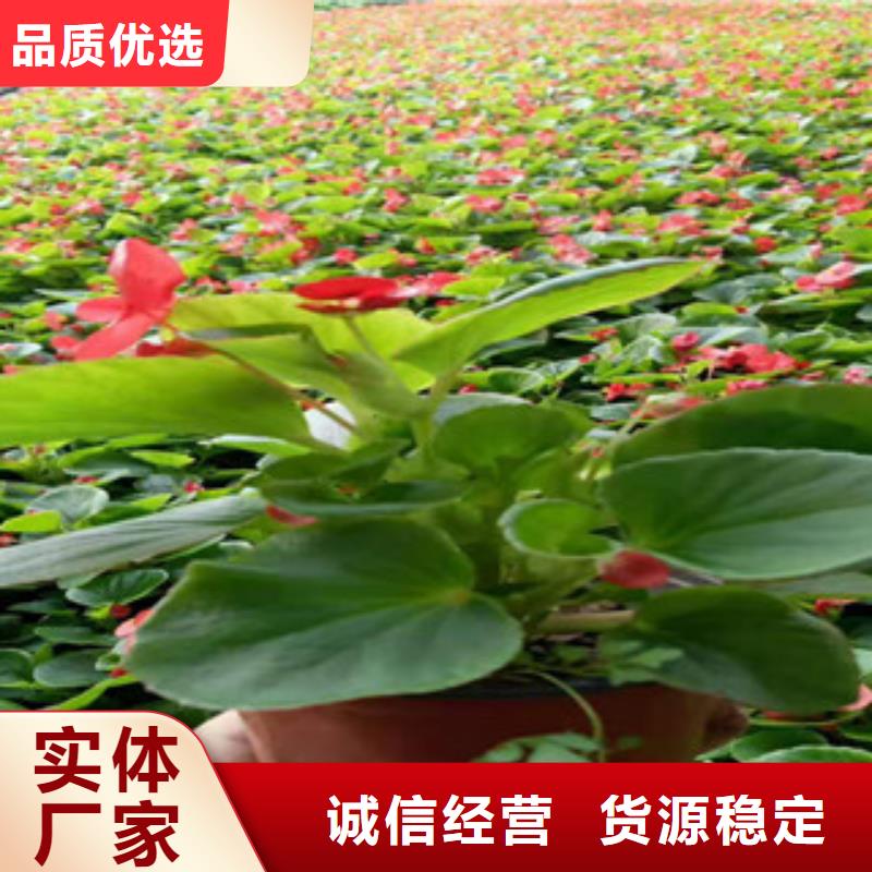 宿根花卉水生植物/荷花睡蓮加工定制