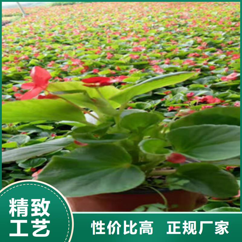 宿根花卉_花海景觀工程品質優良