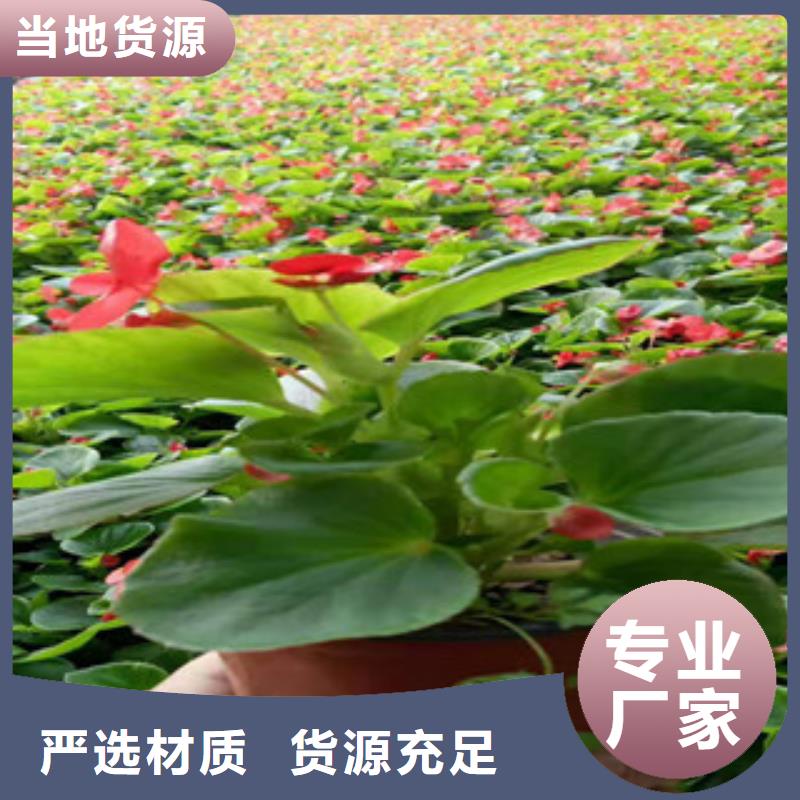 宿根花卉,鲁冰花/粉黛乱子草厂家直销大量现货