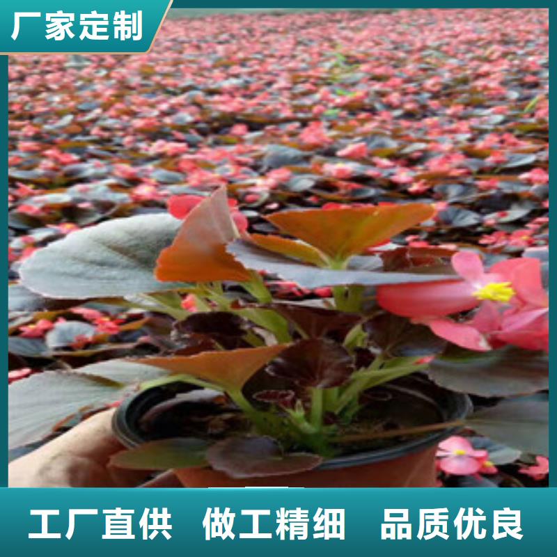 宿根花卉时令花卉/绿化草花价格品牌大厂家