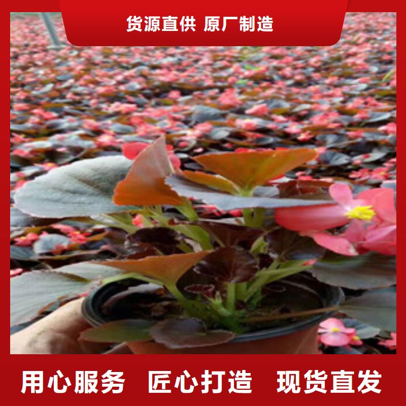 宿根花卉【水生植物/荷花睡蓮】合作共贏