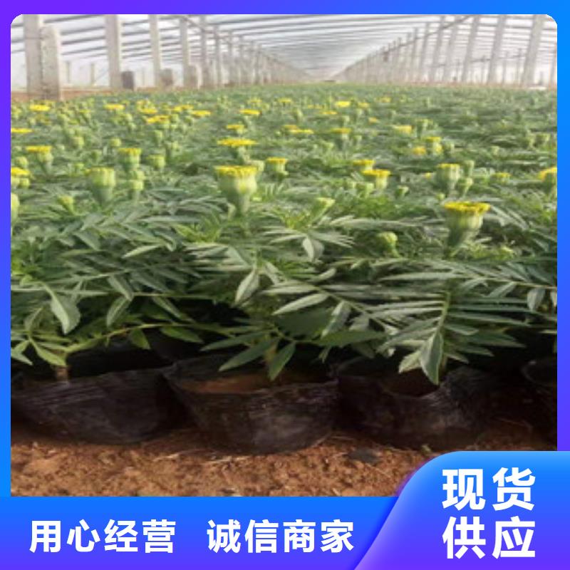 宿根花卉花海景觀工程源頭采購