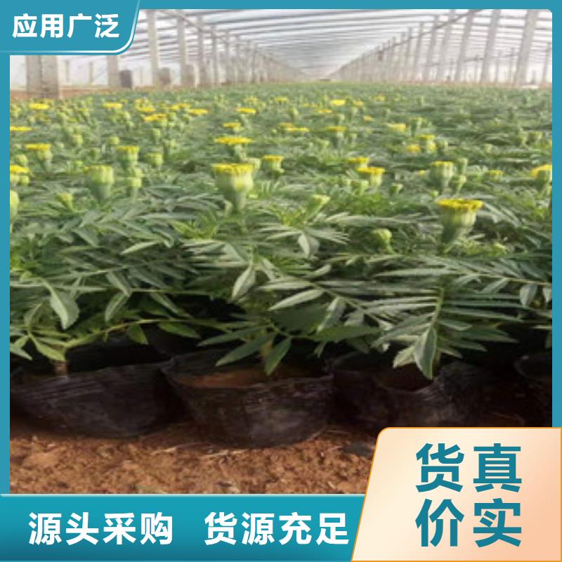 宿根花卉五一國(guó)慶草花批發(fā)源頭廠商