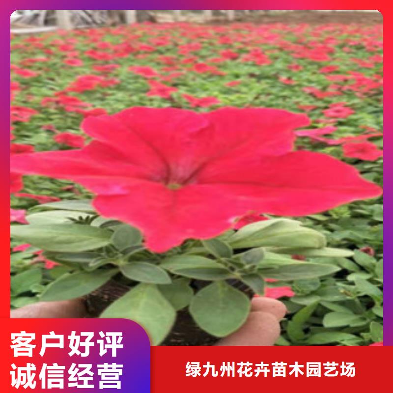 宿根花卉五一國(guó)慶草花批發(fā)源頭廠商