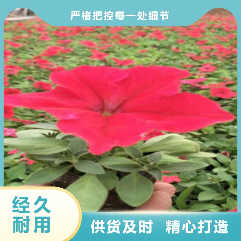 宿根花卉【观赏草/蒲苇狼尾草】根据要求定制