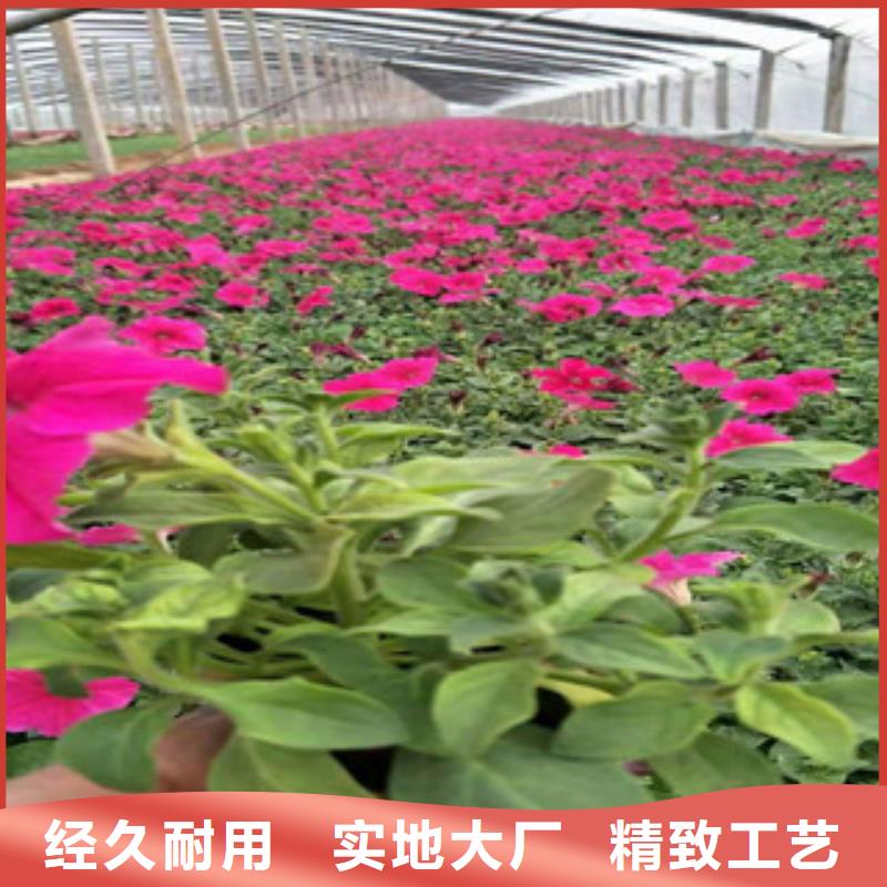 宿根花卉_柳葉馬鞭草/薰衣草一站式供應