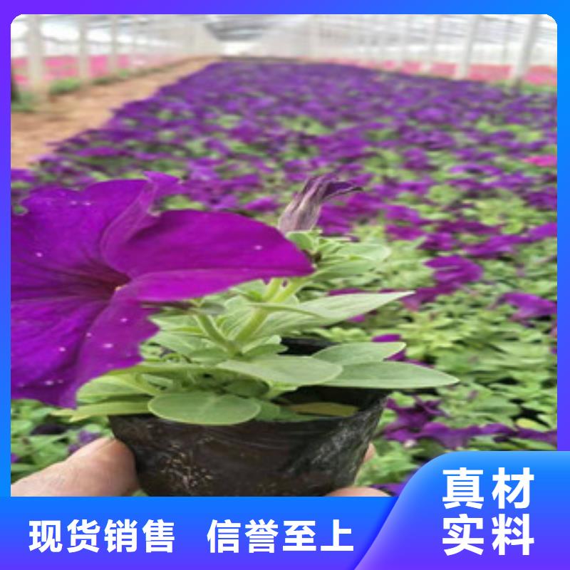 宿根花卉宿根花卉基地主推產品