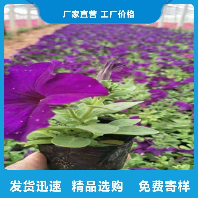 宿根花卉耐寒耐旱草花基地為品質而生產
