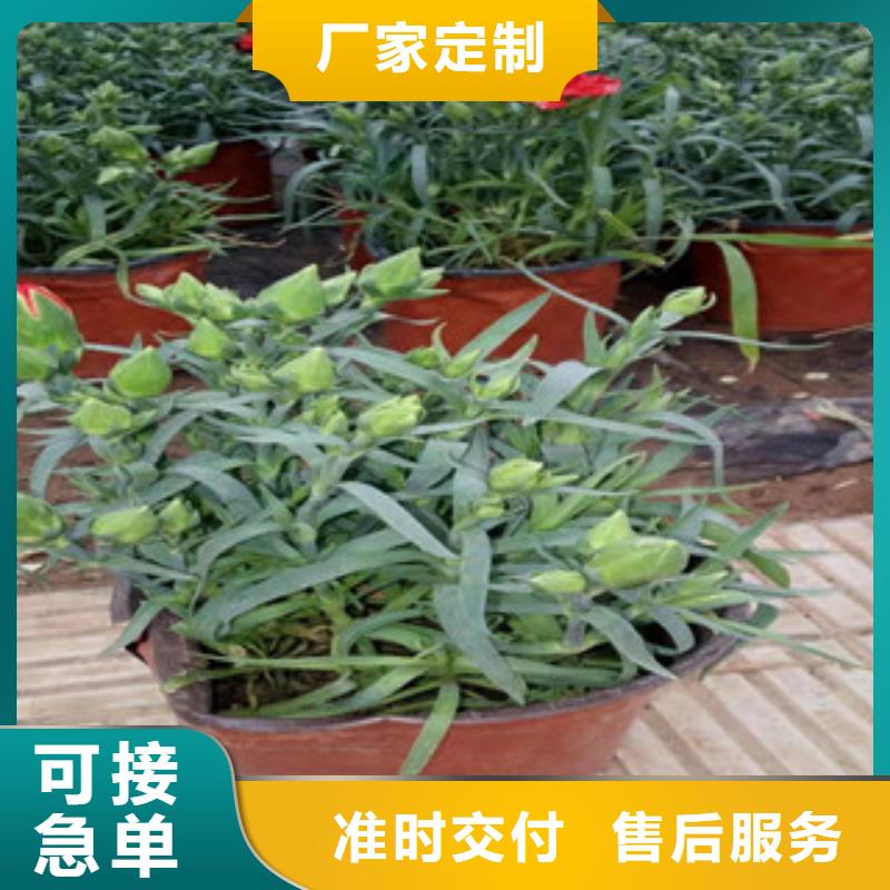 【宿根花卉五一國慶草花批發(fā)品質(zhì)不將就】
