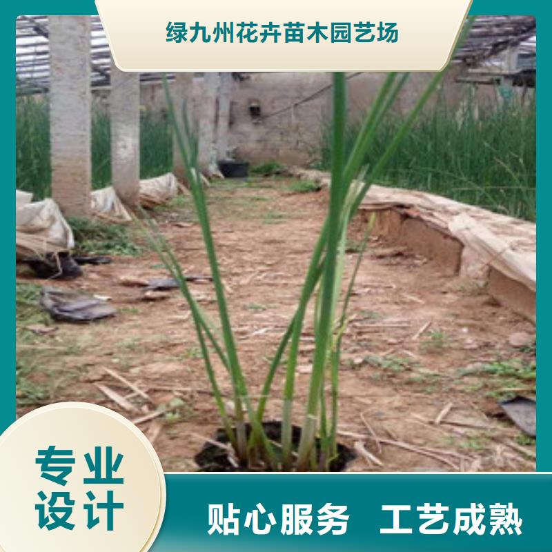 【宿根花卉五一國慶草花批發(fā)品質(zhì)不將就】