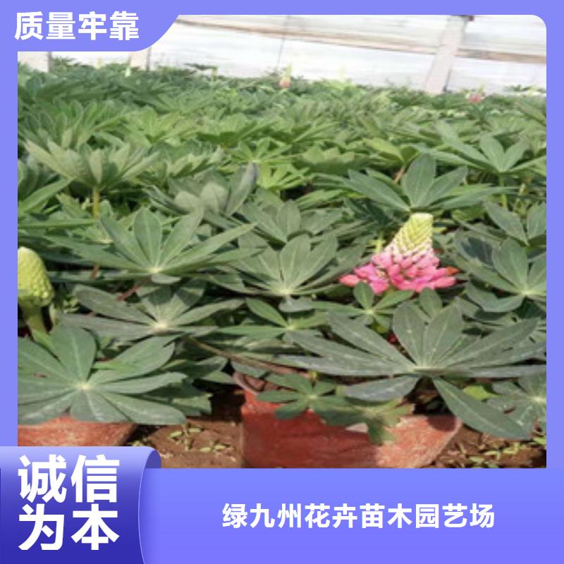 宿根花卉,水生植物/荷花睡莲多种工艺