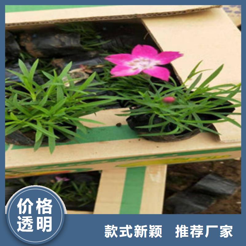 【附近[绿九州]宿根花卉花海景观工程定制速度快工期短】