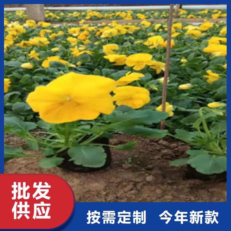 直销绿九州宿根花卉水生植物/荷花睡莲品质优良