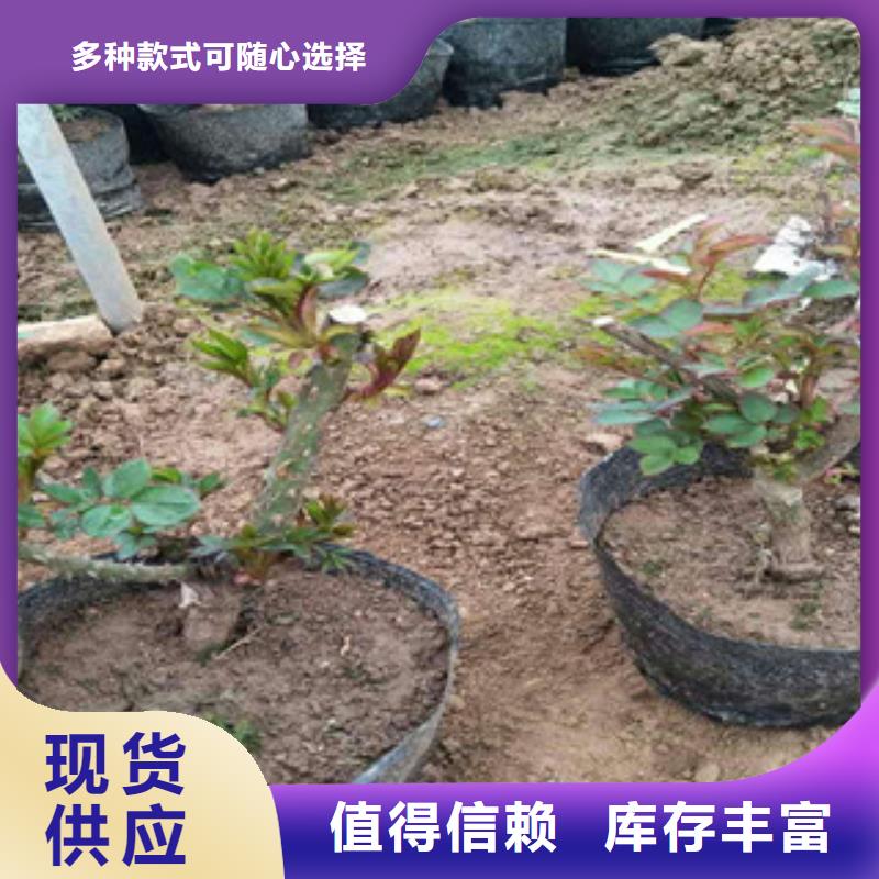 花海景观水生植物/荷花睡莲货源稳定