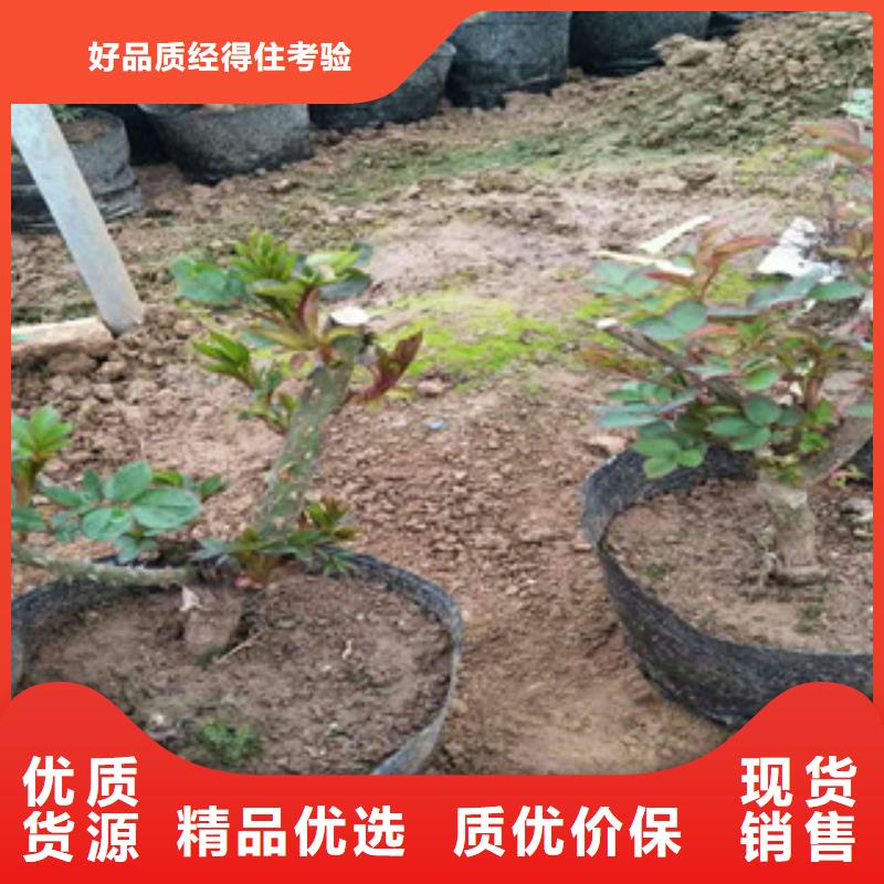 花海景觀魯冰花/粉黛亂子草實體廠家支持定制