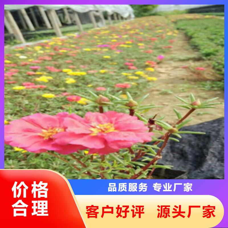 花海景观耐寒耐旱草花基地实地大厂