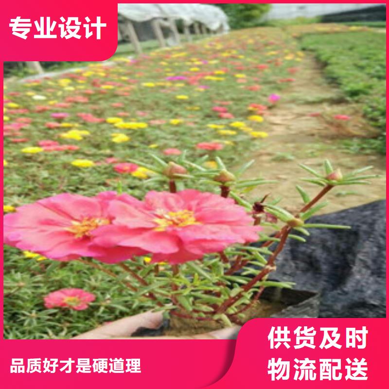 花海景觀魯冰花/粉黛亂子草嚴選用料