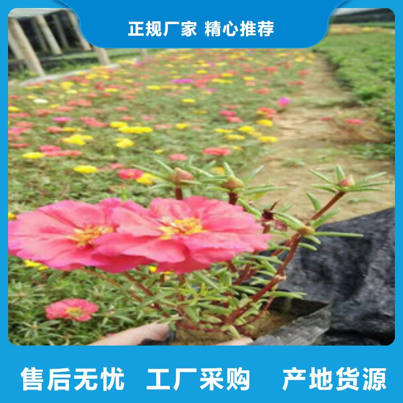 花海景觀,柳葉馬鞭草/薰衣草定制定做