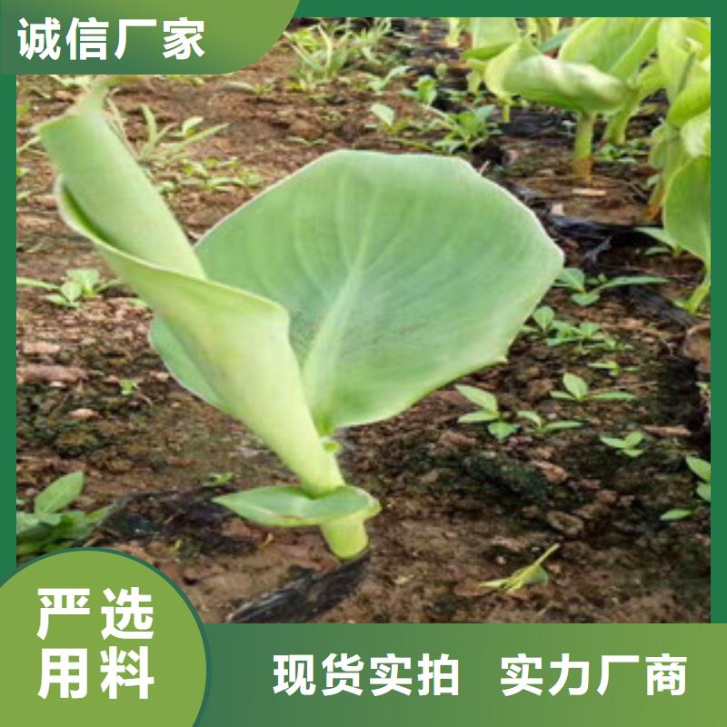 花海景觀魯冰花/粉黛亂子草嚴選用料