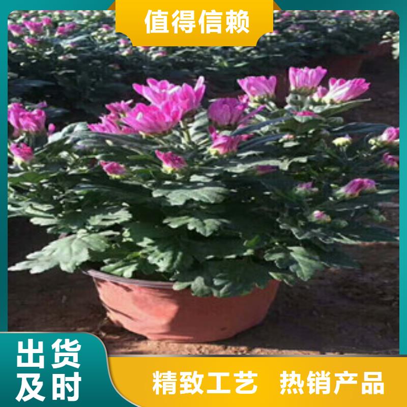 花海景观鲁冰花/粉黛乱子草满足客户所需