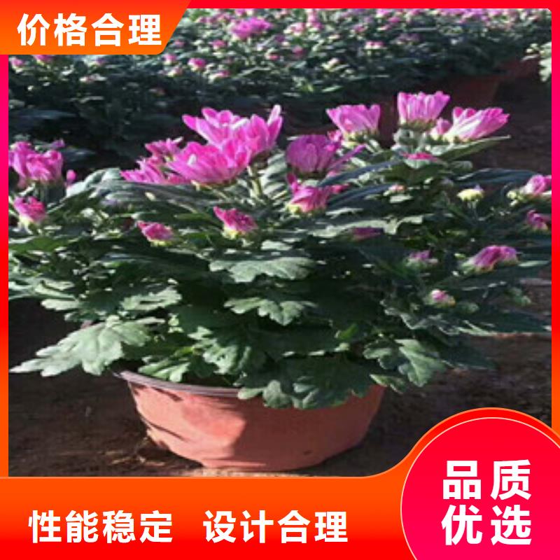 花海景觀-宿根花卉基地優良材質