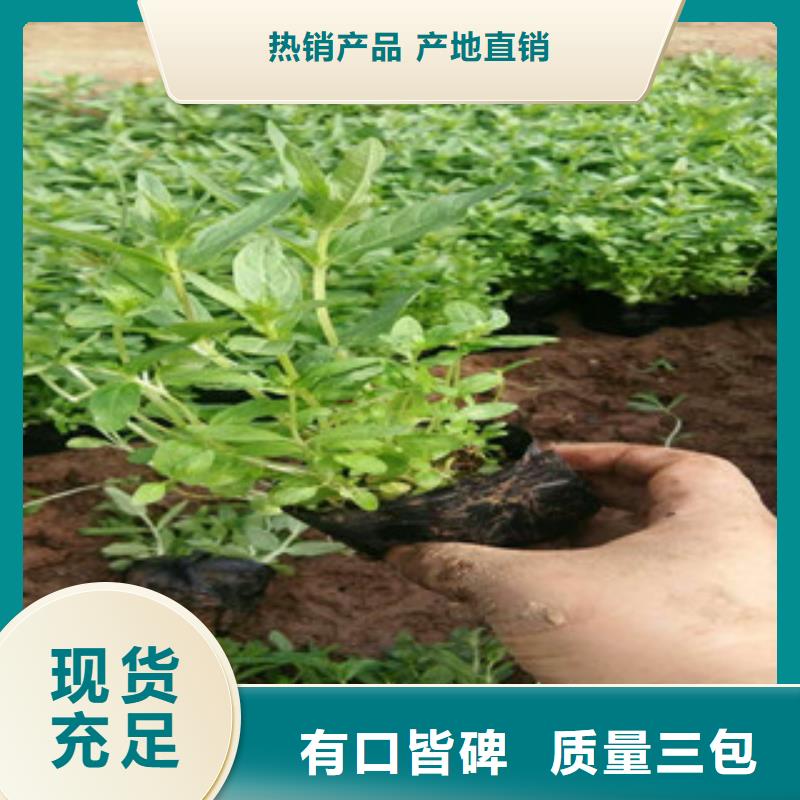 花海景观水生植物/荷花睡莲厂家直销供货稳定