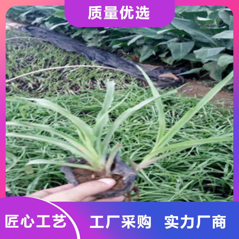 花海景觀-宿根花卉基地優良材質