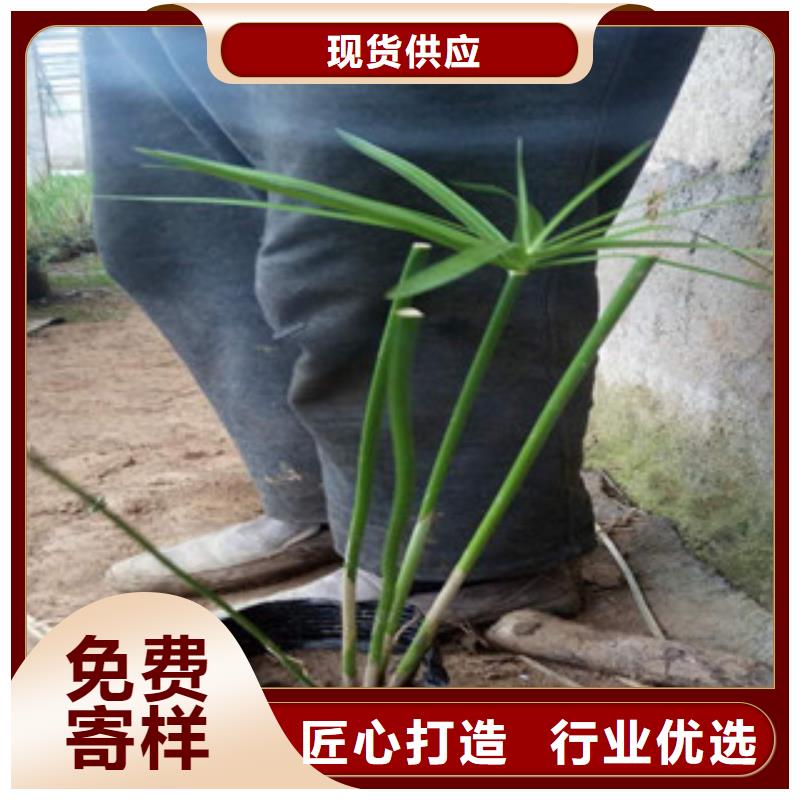 花海景觀耐寒耐旱草花基地工藝層層把關