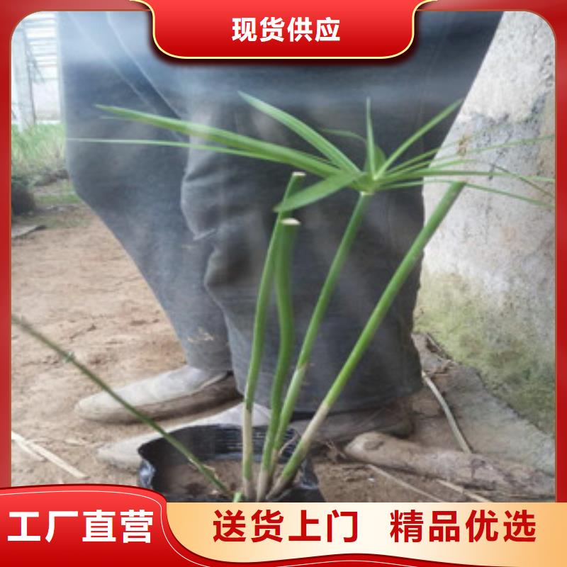 花海景觀魯冰花/粉黛亂子草實體廠家支持定制