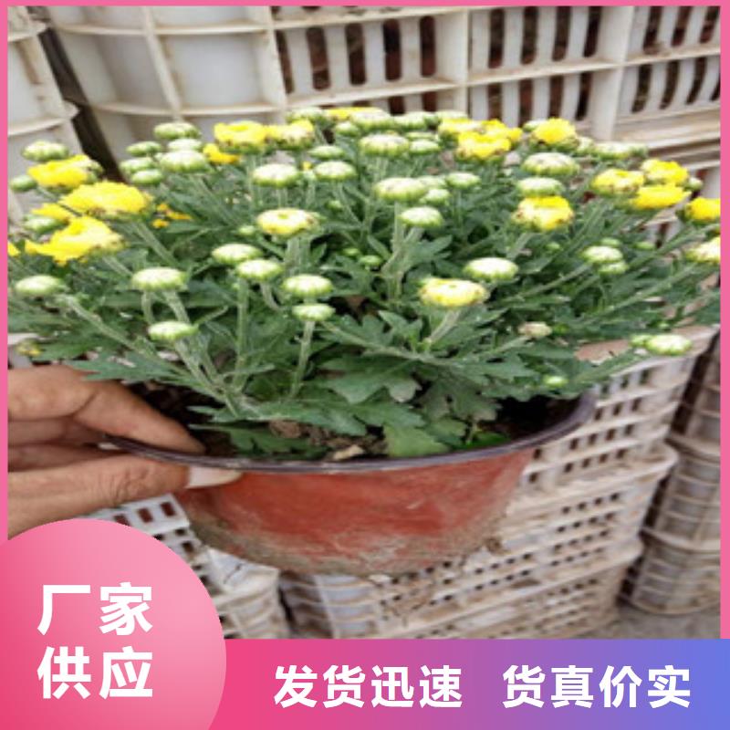 花海景觀魯冰花/粉黛亂子草實體廠家支持定制