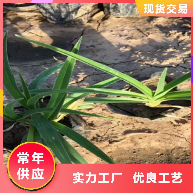 花海景觀,柳葉馬鞭草/薰衣草定制定做