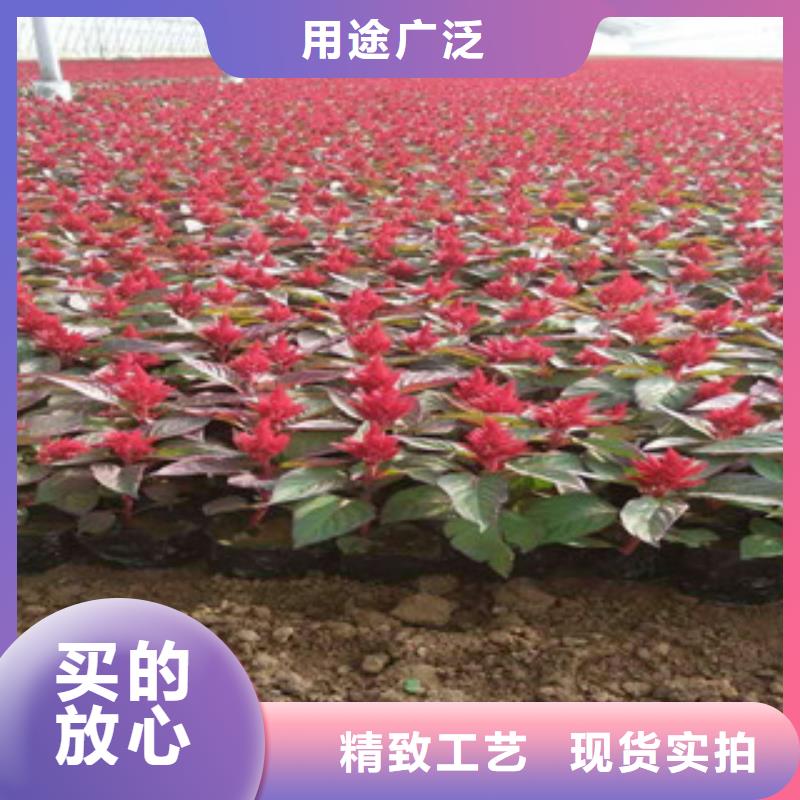 花海景观_耐寒耐旱草花基地真实拍摄品质可靠