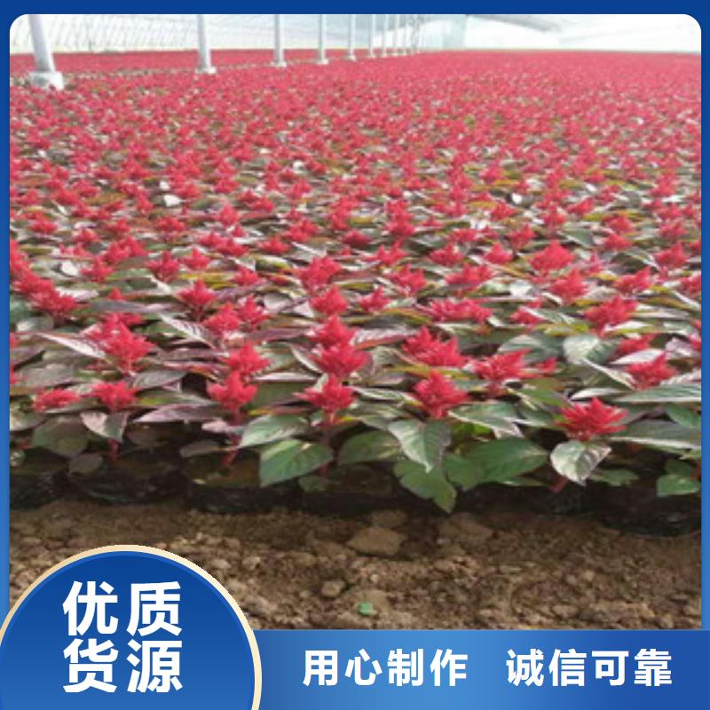 花海景觀花海景觀工程制造廠家