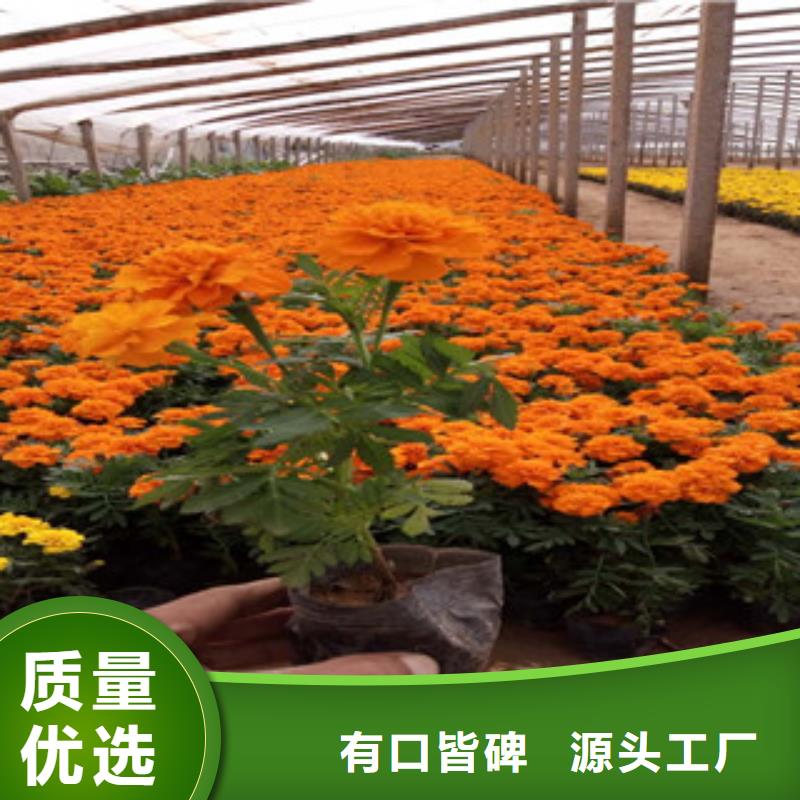 花海景觀耐寒耐旱草花基地工藝層層把關(guān)